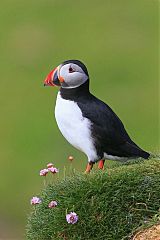 Atlantic Puffin